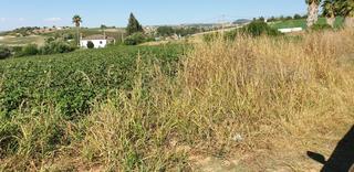Finca rústica a Arcos de la Frontera. Parcela rústica de regadío con luz y agua.