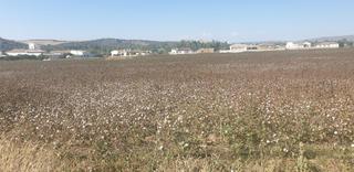 Finca rústica a Arcos de la Frontera. Parce rústica de regadío con luz de red y agua de regadío