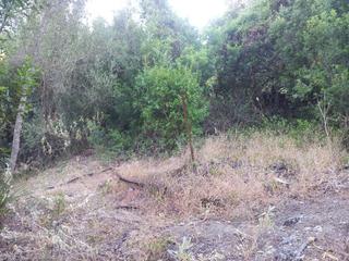 Casale en Ubrique. Casa de campo con parcela de 2000 m2 aproximadamente