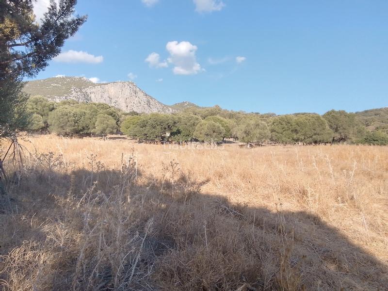 Foto 49f256fb-f956-40a8-a410-e8c9081931bf. Finca rústica parcela rustica con casa en Ubrique