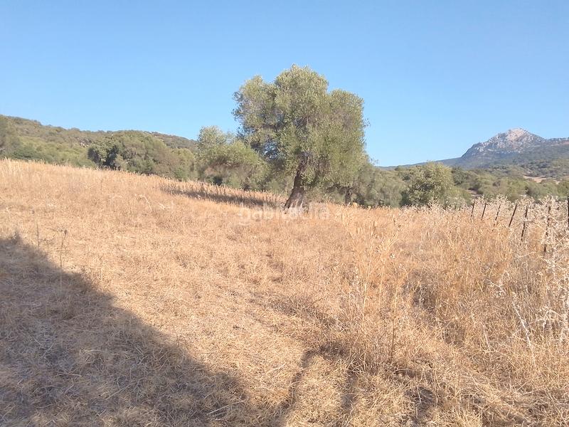 Foto b00ef373-688e-42ab-a2b4-2f241825f9db. Finca rústica parcela rustica con casa en Ubrique