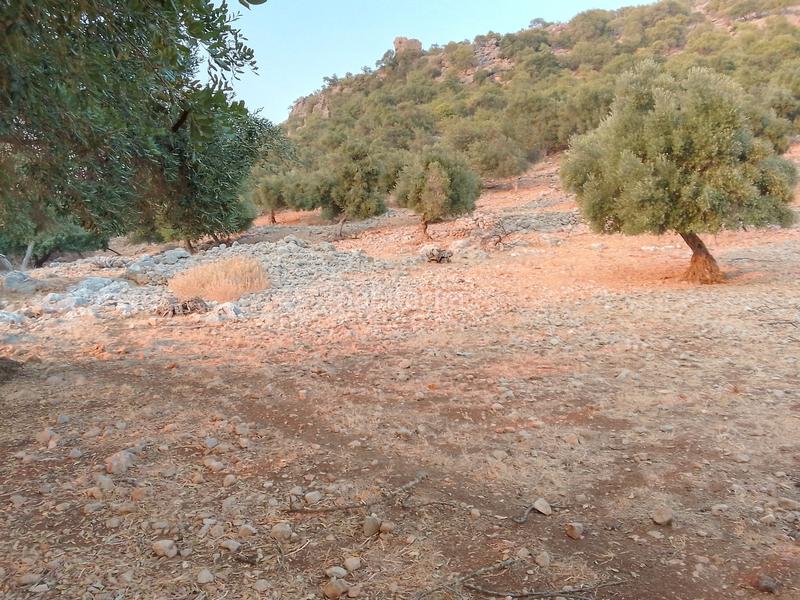 Foto 4d314317-1ba0-4728-947a-c699ab260fb3. Landgut in Ubrique