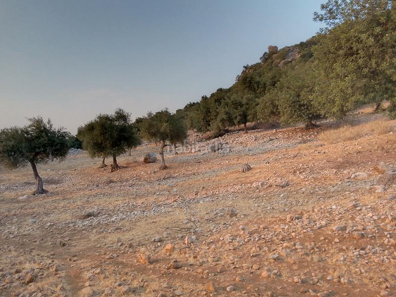 Foto 6a99e702-0f0d-4681-a6cf-7fb7100cd05e. Landgut in Ubrique