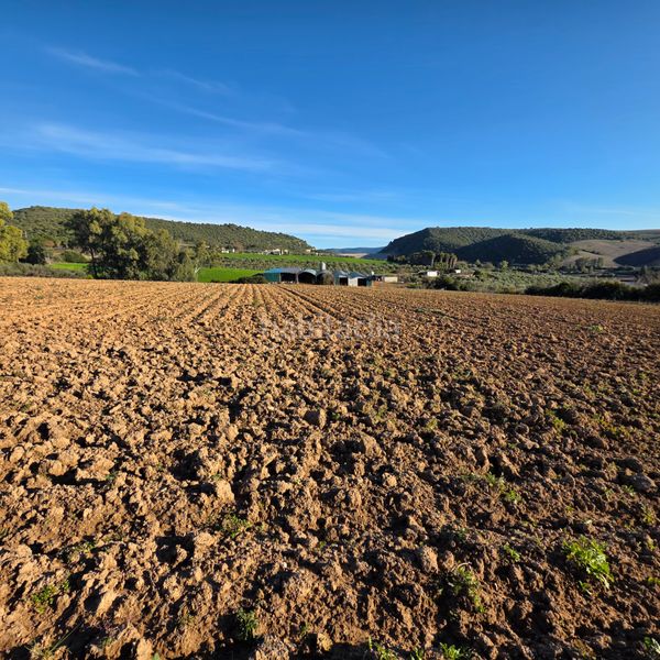 Foto 1cbee108-da9f-440a-9c1e-6dbd7a4341af. Finca rústica a Arcos de la Frontera