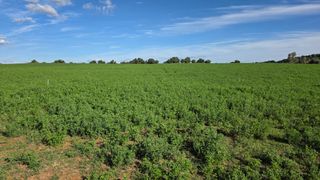 Landgut in Arcos de la Frontera. Se vende parcela agricola  en arcos de la frontera