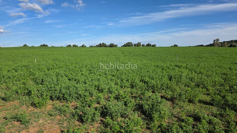Foto fa7e5440-0514-4a9e-a7be-ac9548d1a81d. Finca rústica a Arcos de la Frontera