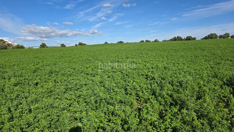 Foto b1a4f1be-528e-4a1e-ab1c-56cda0e0e9c3. Finca rústica a Arcos de la Frontera