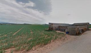 Terreny residencial  Camí gran de son amer. Finca rústica edificable en sa pobla