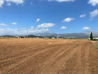 Terreny residencial a Camí gran de son amer 15. Finca rústica edificable en sa pobla