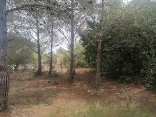 Terreno residencial en Carrer felip pedrell 3. Precioso terreno en venta en urbanizacin eden park
