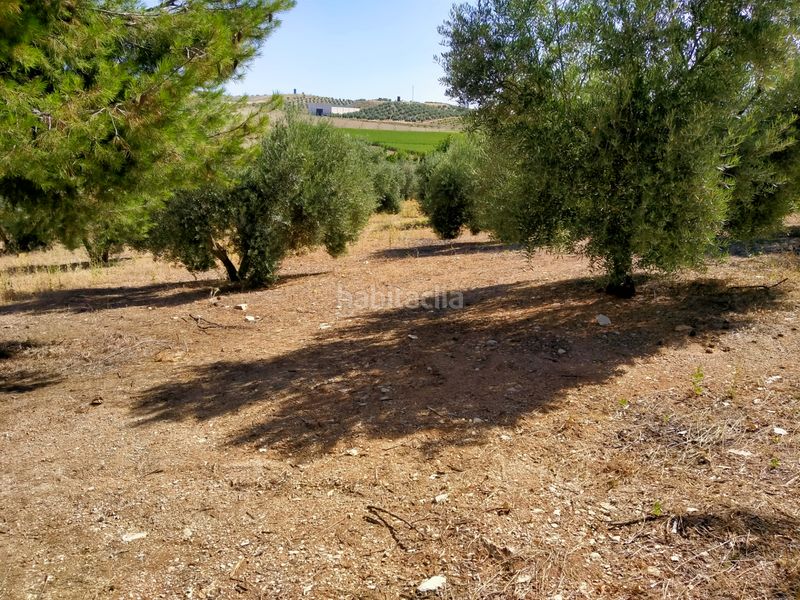 Foto 0cc9a5ae-c58d-477c-b1bf-82c630e53a17. Finca rústica a Montejícar