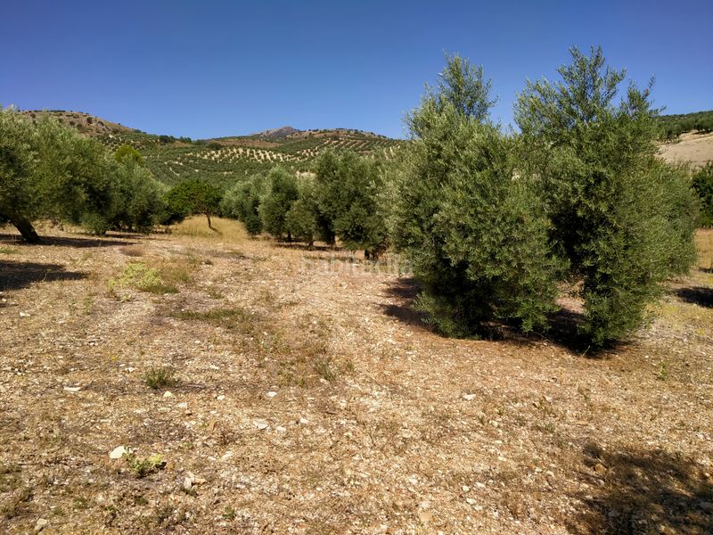 Foto 85b6fd58-5f19-48b8-8c89-88344a0ecba0. Finca rústica a Montejícar