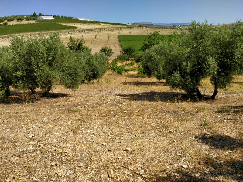Foto 98681b54-6582-420e-8861-c6b33584aab8. Finca rústica a Montejícar