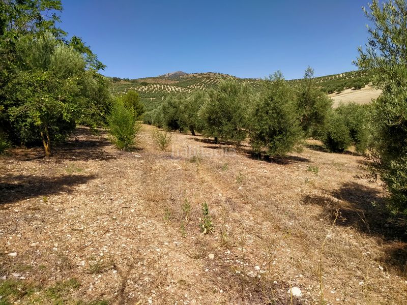 Foto a919de39-96cb-442d-8ecc-b8968f512025. Finca rústica a Montejícar