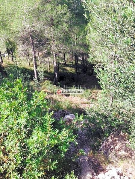 Foto 40c034e4-63c1-4081-bbeb-49691a3a7986. Terreny residencial a urbanización ?can gordei? a Bisbal del Penedès (La)