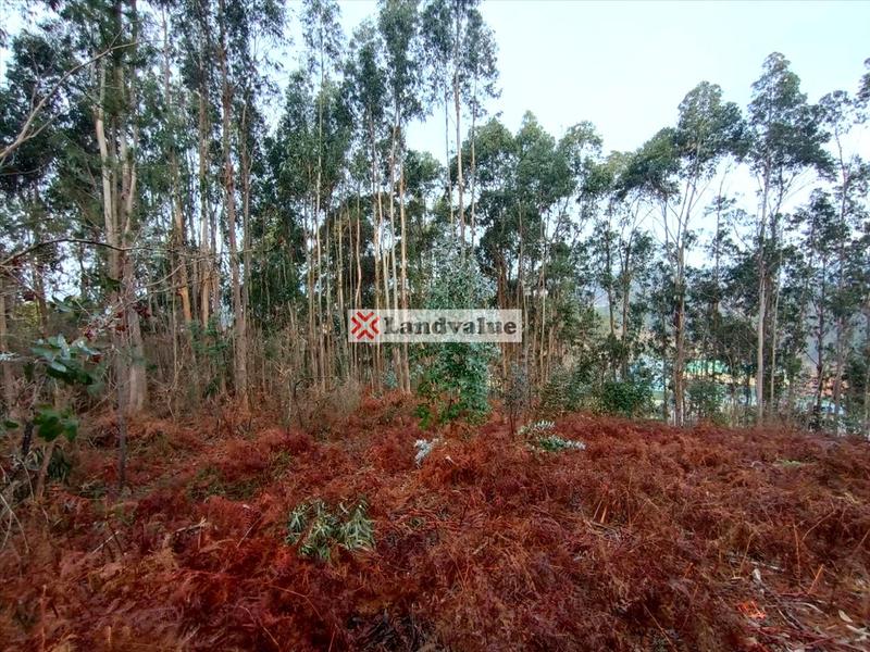 Foto 02c39165-d875-40b8-9881-00383d82c5fc. Rural plot in polígono 166 in Parroquias Rurales Pontevedra