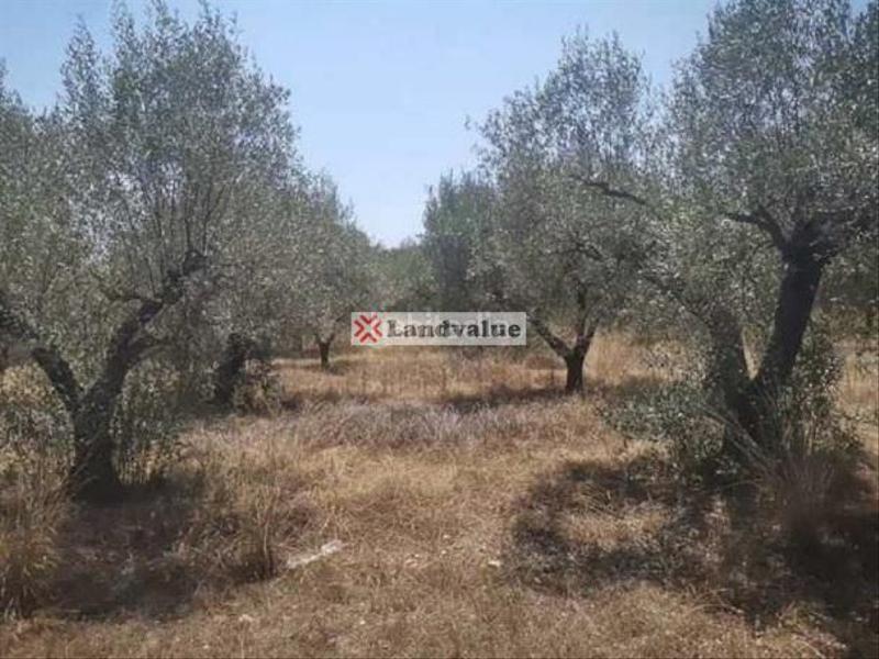 Foto de83dad8-69f9-4da9-ab8d-6854f671fe80. Terrain résidentiel dans carrer de peñíscola 8 dans Vinaròs