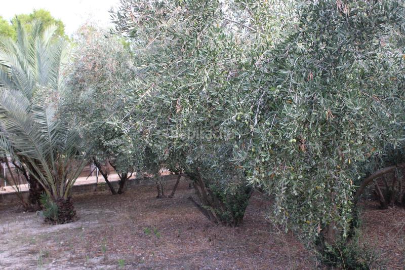 Foto e17b21dc-f4a6-4b69-955f-3c706d49e943. Rural plot in Los Vientos - Casa Ros Molina de Segura