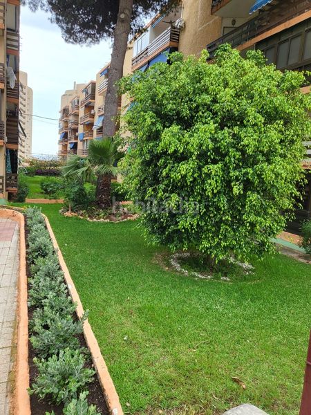 Foto f750d10a-77f6-4646-9c78-87817ca5a879. Miete loft mit pool in Playa Muchavista Campello (el)