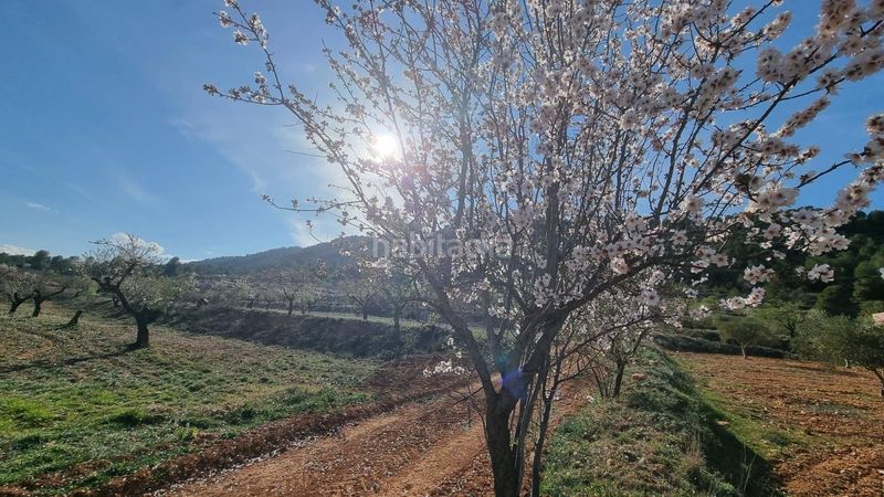 Foto 35a55333-215c-493c-bece-2641e9e2de68. Finca rústica a Bullas
