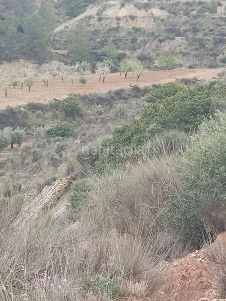 Foto 4c00464d-fd07-4dc9-8600-2ff3e4e3fde7. Finca rústica a Bullas