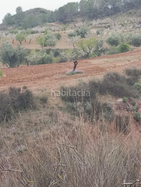Foto 8933b827-82f6-473d-8ff4-e921109b2922. Finca rústica a Bullas