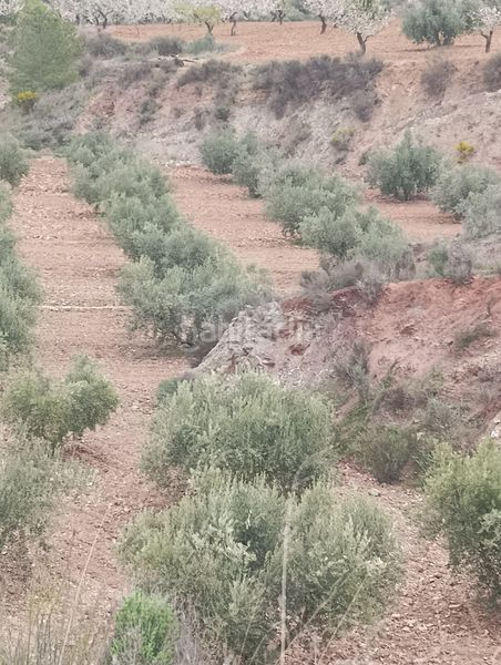 Foto aa642095-618b-4979-b4d8-4859abedf82a. Finca rústica a Bullas