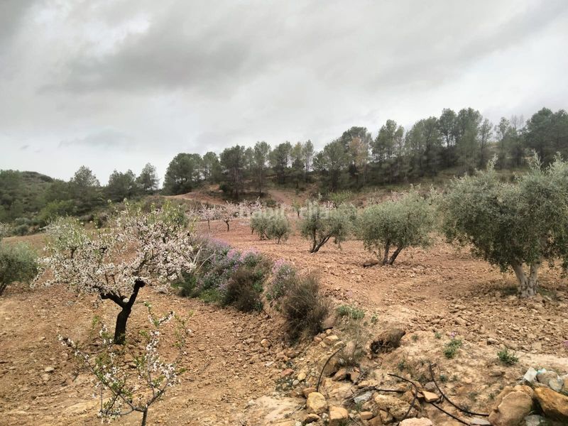 Foto cd025ca9-97da-4ec0-b037-222d97cf0e26. Finca rústica a Bullas