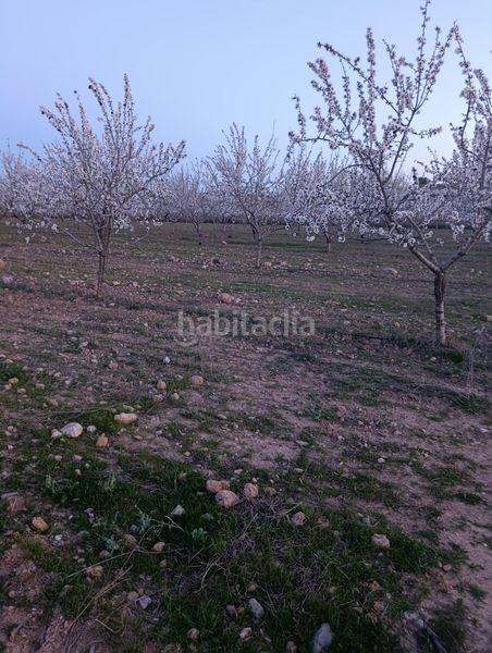 Foto b7fb048d-9f65-4214-a611-865541acd31b. Finca rústica a Cehegín