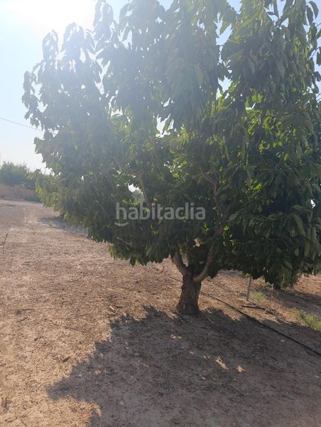 Foto 5bd2ed27-6031-4edd-952a-0e00d32663b0. Masia a Bullas