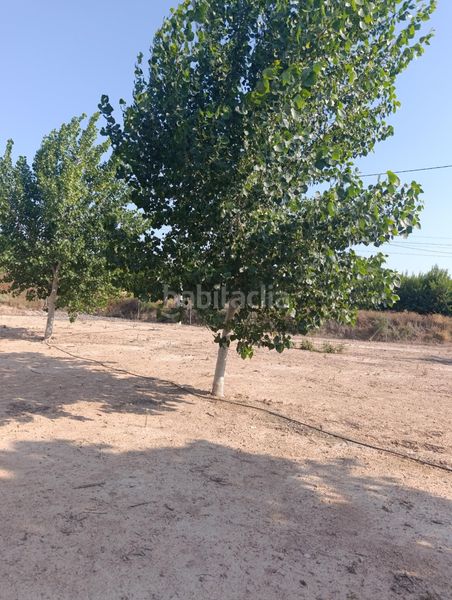 Foto b4ae2ae8-d3d5-49dc-98f0-7c7404313100. Masia a Bullas