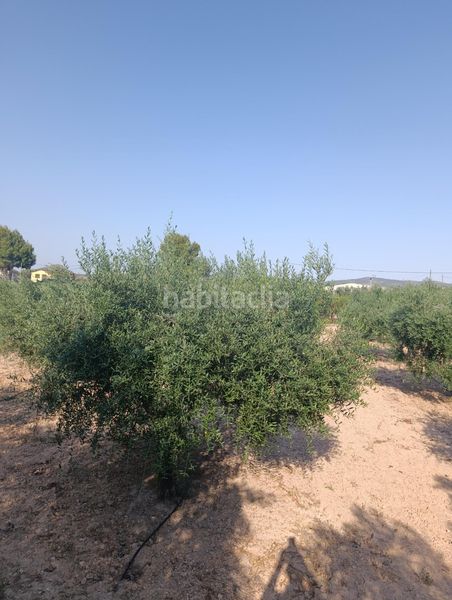 Foto d70295a5-47c4-4b13-8204-4e359ffa694d. Masia a Bullas