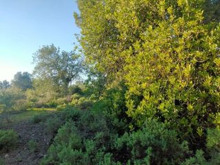 Finca rústica a Porreres. Terreno en porreres