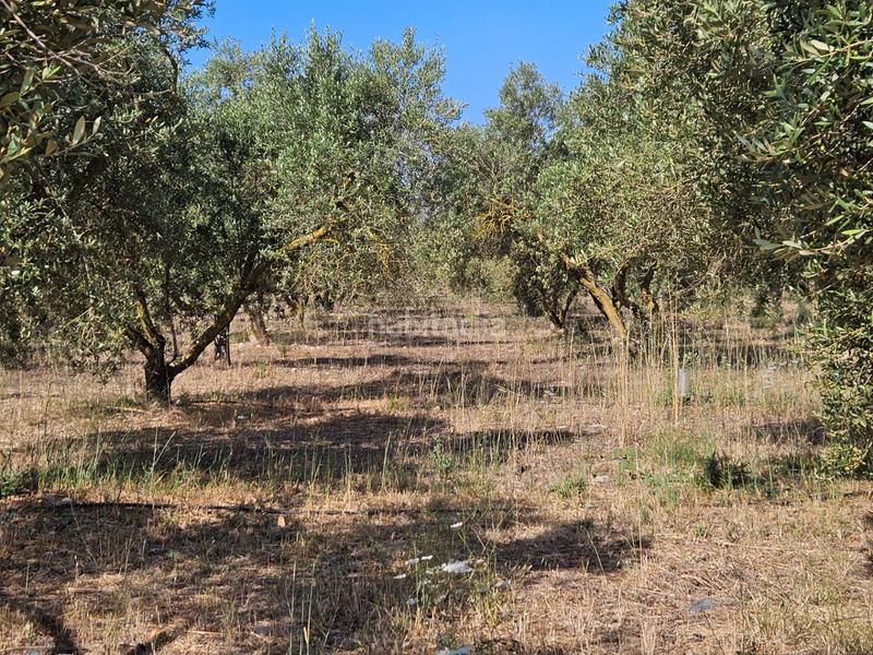 Foto 3142329a-2bb8-4fb8-9bcc-2f07ec2e7d6b. Casale in Sa Pobla