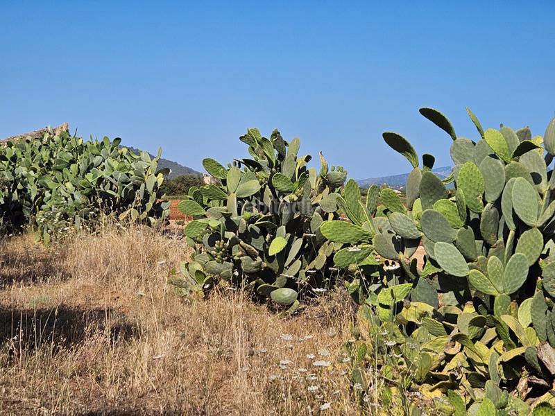 Foto 31ea33fd-fc31-46e2-8ffe-3cd0e02b7207. Casale in Sa Pobla