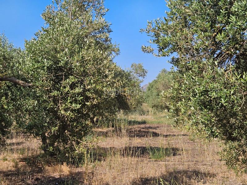 Foto 4ea13077-76fd-4a42-b613-8fc172f8a036. Casale in Sa Pobla