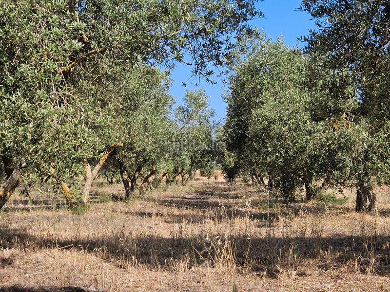 Foto 5faef6b5-046d-4c99-a70d-8599f9abdde5. Casale in Sa Pobla