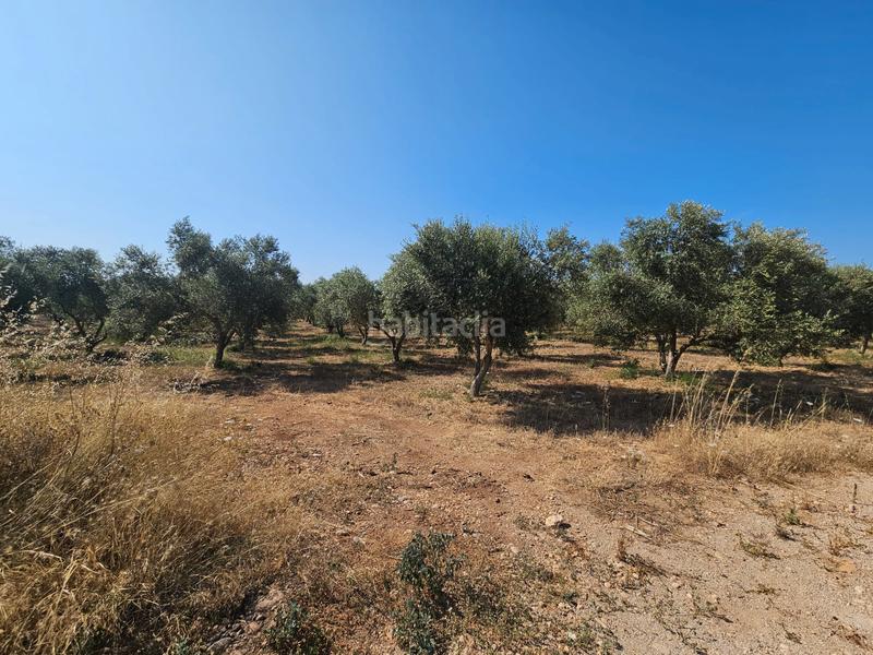 Foto 81a1f152-3161-4469-9cad-827b2588012c. Casale in Sa Pobla