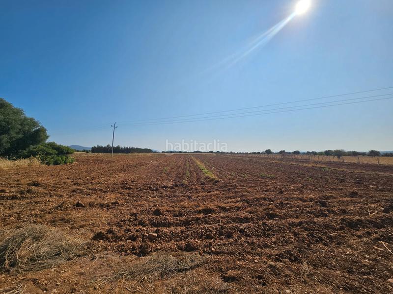 Foto 977b184c-c745-46ae-9443-558f75d8e3b5. Casale in Sa Pobla