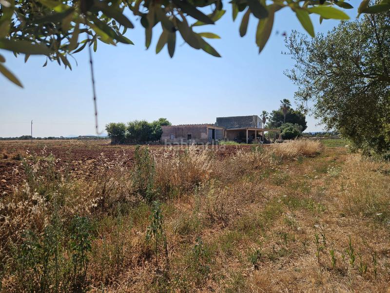 Foto a7d9c02a-0418-4d6c-a1f2-9a723f6d1e4b. Casale in Sa Pobla