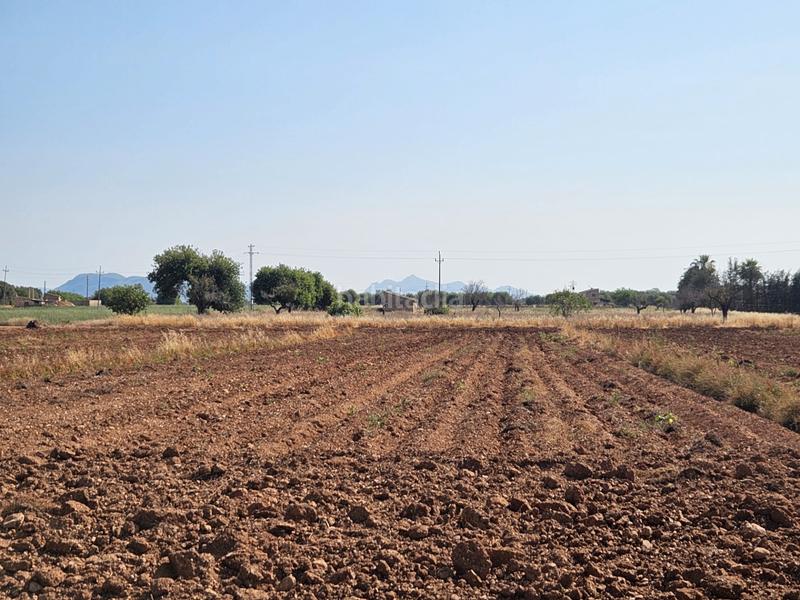 Foto cc3efebb-cf07-47a5-919e-b7e2945d6885. Casale in Sa Pobla