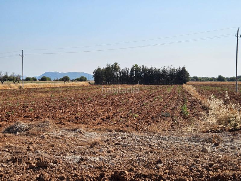 Foto e7150c0f-1db5-4121-868c-b8f632e76197. Casale in Sa Pobla