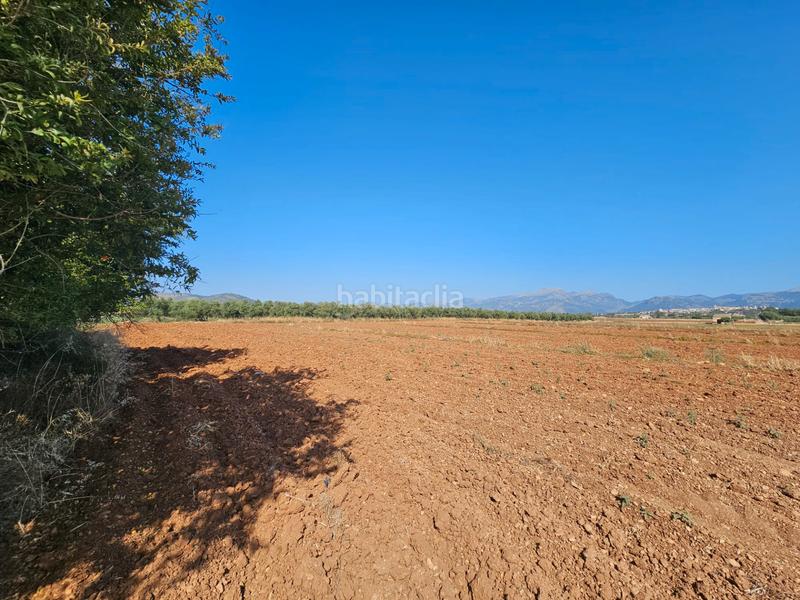 Foto f6da023d-ebc7-4097-8165-e3796bbc6618. Casale in Sa Pobla