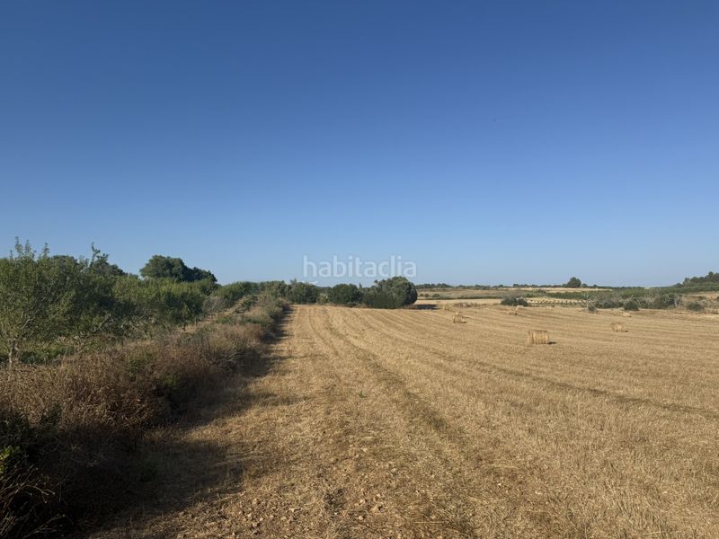 Foto 0ace4987-e4da-4297-8485-be054910d0d6. Finca rústica a Manacor centre Manacor