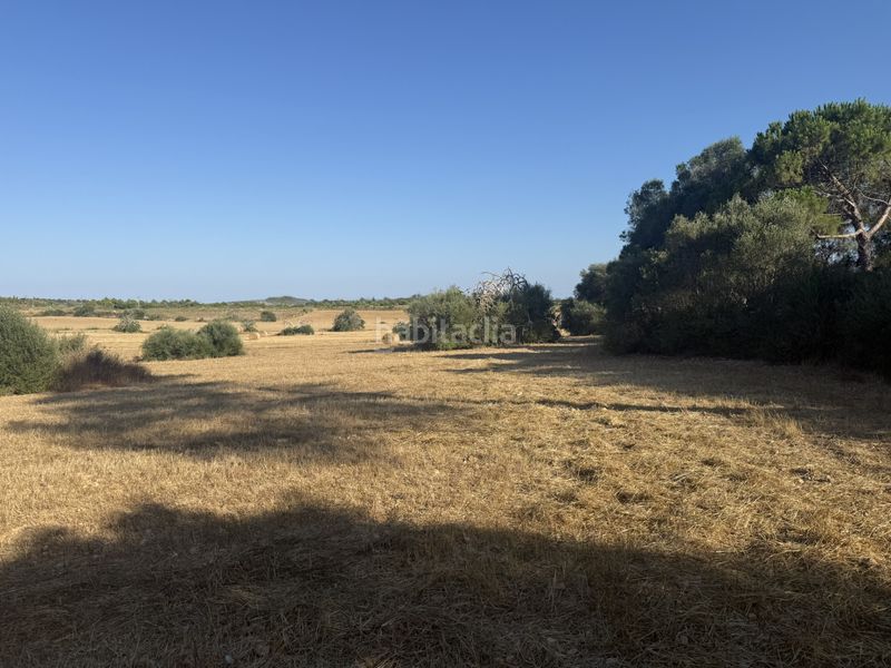 Foto 591f84ce-2fe6-4231-bc68-5dece8428241. Finca rústica a Manacor centre Manacor