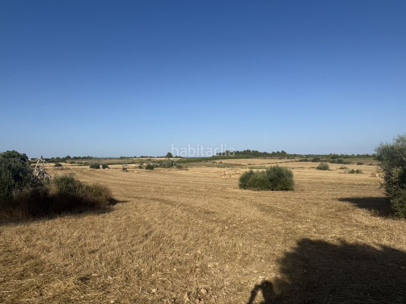 Foto 65d8a9f4-b318-4fbc-8279-f3f9d1d32a3d. Finca rústica a Manacor centre Manacor