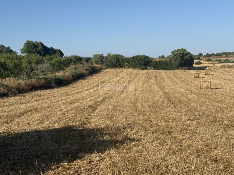 Foto c7a38c5e-18be-44e8-bb30-18a1fe193815. Finca rústica a Manacor centre Manacor