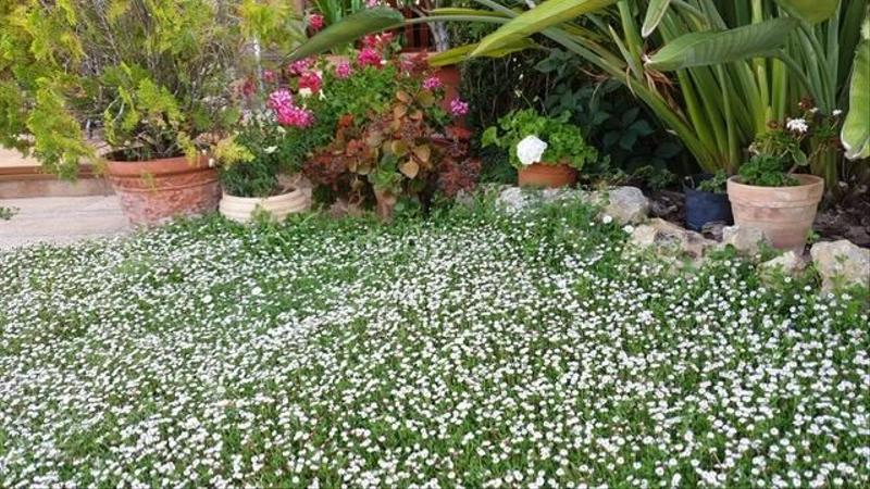 Foto 59e59bd5-0fa8-4378-8ba8-078110286b3e. Chalet con riscaldamento parcheggio piscina in Santa Ponça Calvià