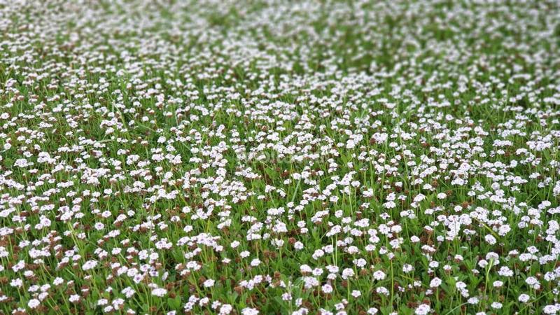 Foto 782ce87c-9e55-49d2-ae65-9c218862599d. Chalet con riscaldamento parcheggio piscina in Santa Ponça Calvià