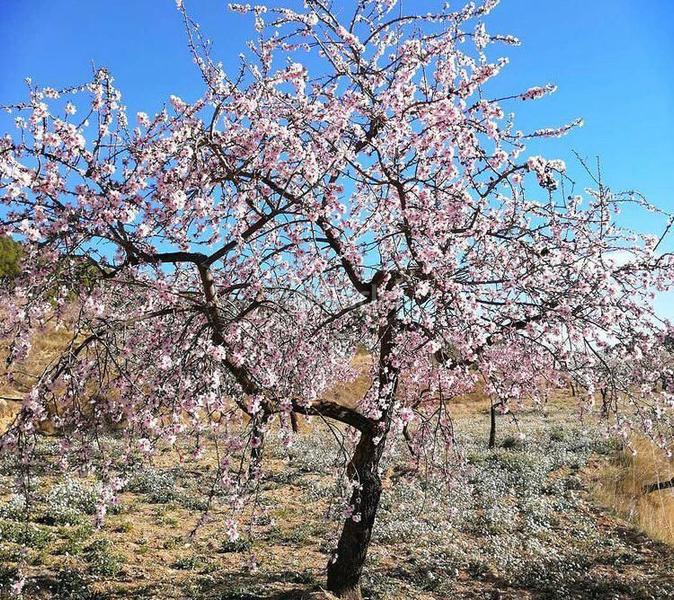 Foto 048acc15-5cd1-47aa-b0b7-6717b19d6496. Appartement dans santa ana 25 dans Torre de les Maçanes (la)